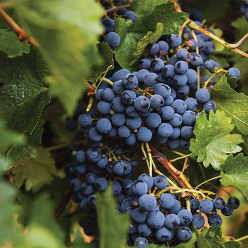 A guide to Tempranillo